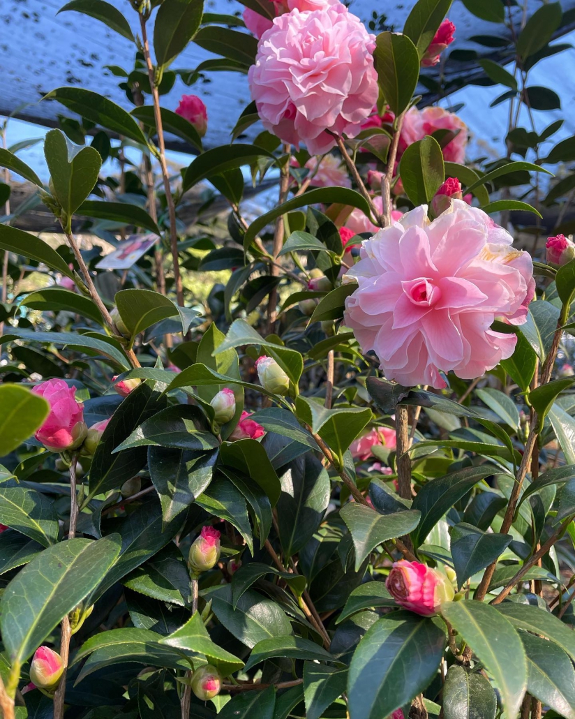 Yoi Machi - Cam Too Camellia Nursery