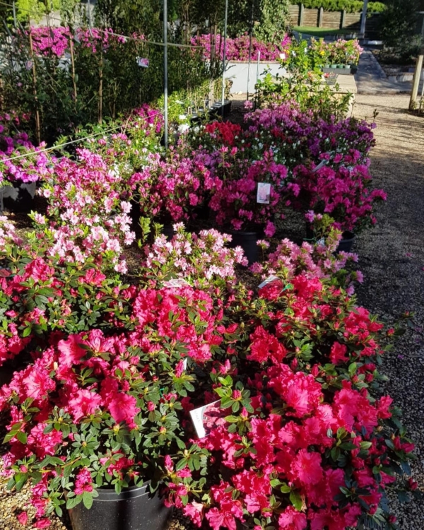 Camellia Grove Nursery Camellia Grove Nursery, established in 1939