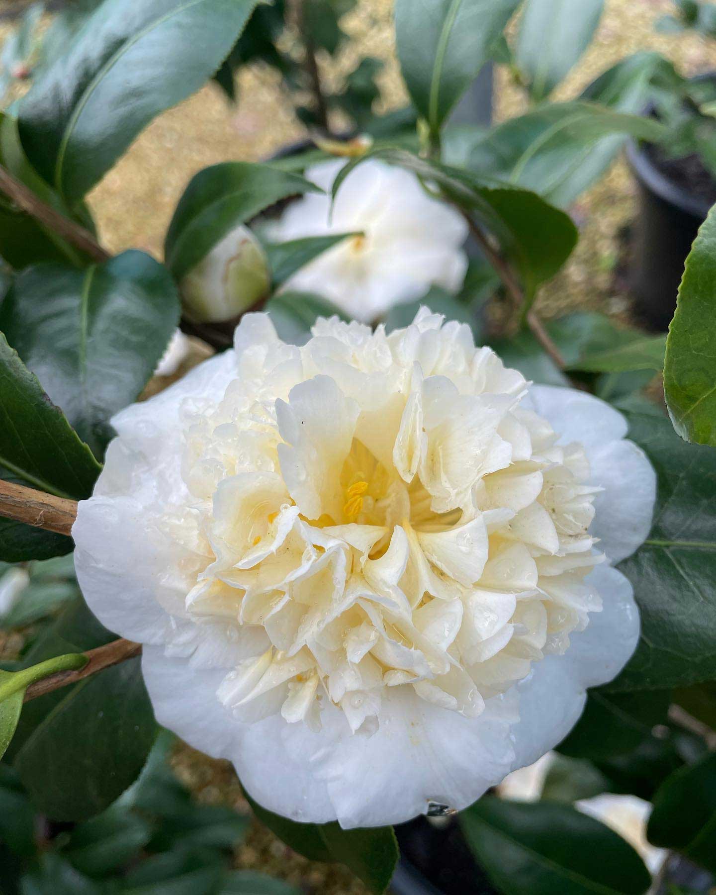 Camellia Japonica Camellia Grove Nursery