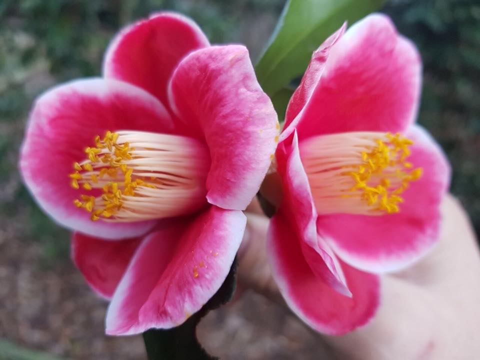Camellia Species and Hybrids with Miniature Blooms