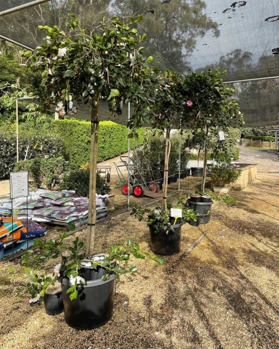 Moving Camellias Camellia Grove Nursery